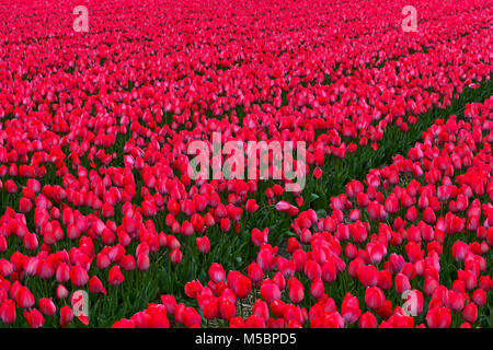 Field of Tulip flowers of the variety Lady van Eijk, Bollenstreek, Netherlands Stock Photo