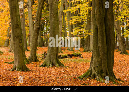 Autumn Colours at Ashridge Estate, National Trust, England