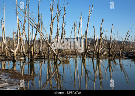 WA13540-00...WASHINGTON - Dead trees in a reclaimed estuary on Fox Island in the Skagit Wildlife Area. Stock Photo