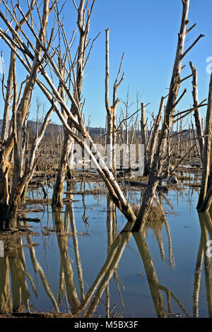 WA13541-00...WASHINGTON - Dead trees in a reclaimed estuary on Fox Island in the Skagit Wildlife Area. Stock Photo