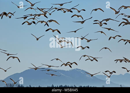 WA13551-00...WASHINGTON - Snow geese flying near the town of Edison located on the Skagit River Delta. Stock Photo