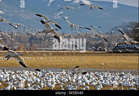 WA13557-00...WASHINGTON - Snow geese grazing on a field while others are flying to another part of the field near Edison on the Skagit River Delta. Stock Photo