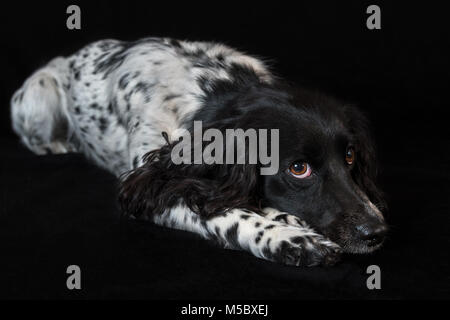Beautiful female spaniel lies on black background Stock Photo