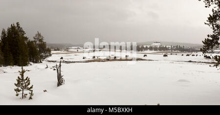 Herd of grazing bison or American buffalo grazing in snowy field by Old Faithful Inn in Upper Geyser Basin in Yellowstone National Park, Wyoming in wi Stock Photo