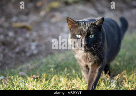 Oriental short hair cat at outdoor area, grass field. Stock Photo