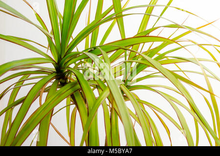 Close-up Studio Photograph of House Plant (Dragon Tree-Dracaena Marginata) Leaves Stock Photo