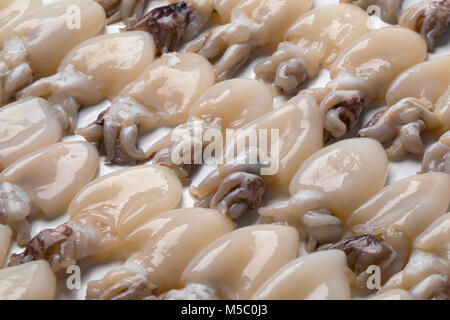 Fresh raw baby squid in rows on white background full frame close up Stock Photo