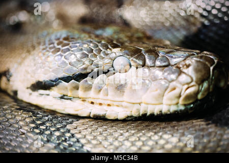 Reticulated Python resting on a branch Stock Photo