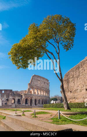 Colosseum as seen from the Palatine Hill in Rome, Italy Stock Photo