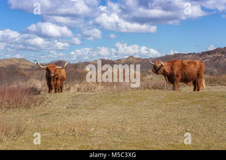 Two Scottish Highlanders graze in the dune area of the national park Zuid Kennemerland in the Netherlands Stock Photo