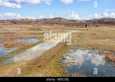 Dune fen with a couple of Highlanders in the background in the national park Zuid Kennemerland in The Netherlands Stock Photo