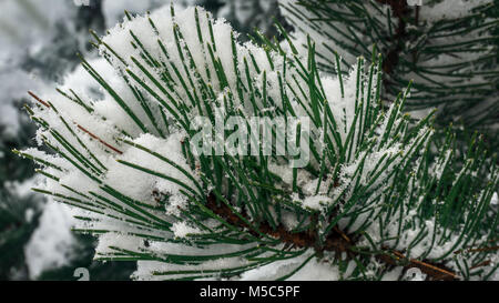 Pine needles in winter Stock Photo