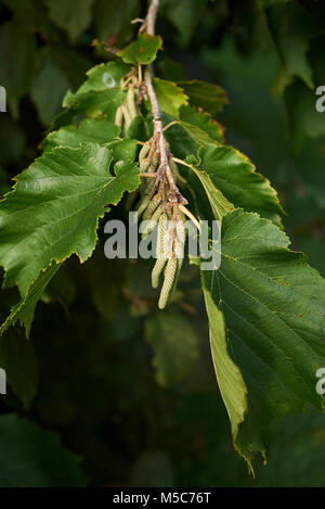 Corylus colurna branches Stock Photo