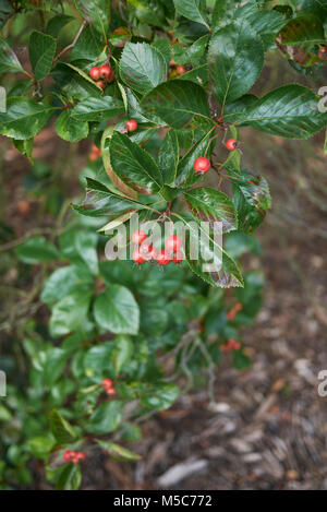 Crataegus prunifolia Stock Photo