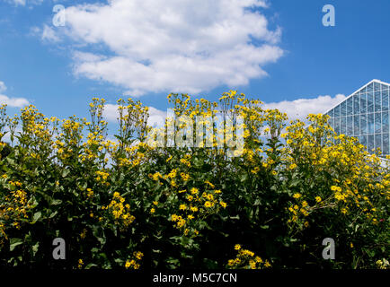 mounds of beautiful Brown eyed susan flowers grow outside a large  greenhouse Stock Photo