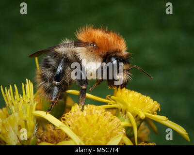 Common Carder Bee (Bombus pascuorum) feeding on ragwort. Tipperary, Ireland. Stock Photo