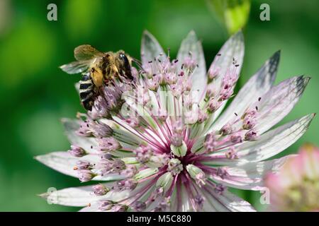 Close up of a bee pollinating an astrantia flower