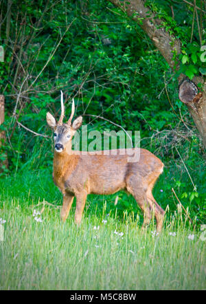 The European roe deer (Capreolus capreolus), also known as the western roe deer, chevreuil, or simply roe deer or roe, is a Eurasian species of deer. The male of the species is sometimes referred to as a roebuck. The roe deer is relatively small, reddish and grey-brown, and well-adapted to cold environments. This is a male or buck often called a Roebuck. Stock Photo