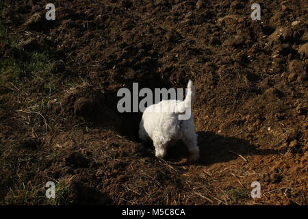 West Highland terrier looking into hole in ground in field from rear view angle. Stock Photo