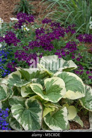 Shade garden combination of plants Brunnera and verbena Stock Photo