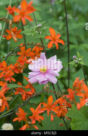 Japanese anemone and crocosmia in an herbaceous border. Stock Photo