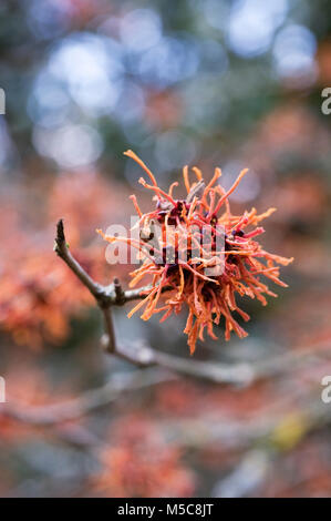 Hamamelis x intermedia 'Aphrodite' flowers. Stock Photo