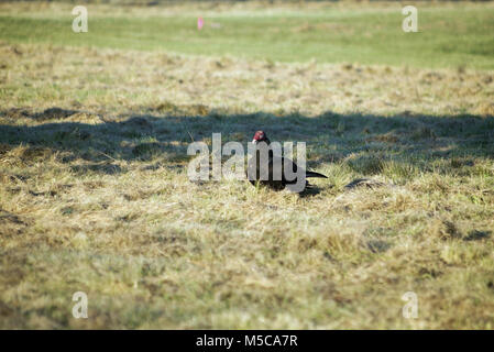 Buzzard standing in field eating left Stock Photo