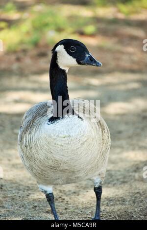 Goose on the loose Stock Photo