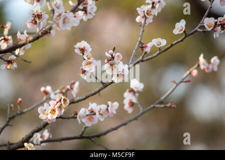 The first signs of cherry blossom appearing on trees in Matsumoto, Nagano, Japan. Stock Photo