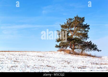 Lonely pine trees on a snowy pasture in the Czech countryside. Winter morning on pastures Stock Photo