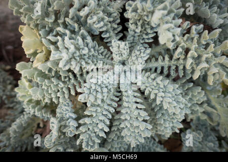 Yellow hornpoppy, sea-poppy, Glaucium flavum, at sea, Spain. Stock Photo