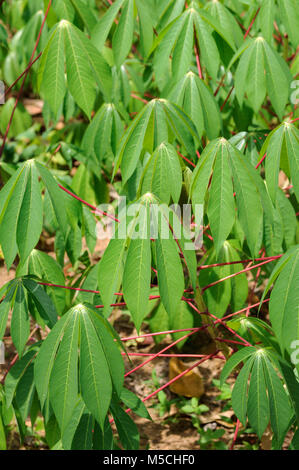 Close up of cassava leaves (Manihot esculenta) growing on a farm  in Sri Lanka.  Also known as manioc, yuca, mandioca and Brazilian arrowroot Stock Photo