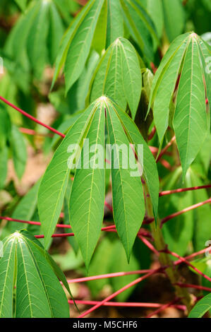 Close up of cassava leaves (Manihot esculenta) growing on a farm  in Sri Lanka.  Also known as manioc, yuca, mandioca and Brazilian arrowroot Stock Photo