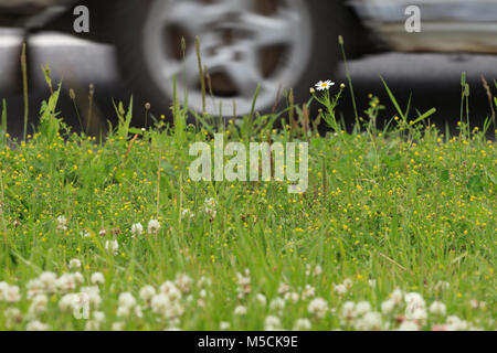 A fragment of a summer lawn against the background of a roadway. Stock Photo