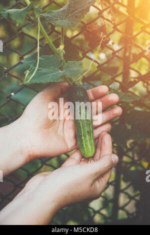 Woman hands holding an organic cucumber, close up hand. Raw Organic Mini Baby Cucumbers Ready to Eat. Ecological vegetable green cucumber. Stock Photo