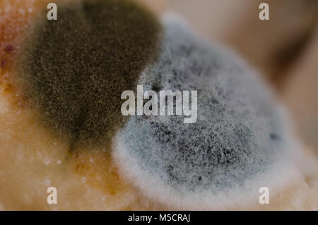 Close up, macro photography of mold on moldy food Stock Photo