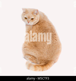 cat scottish straight cream - colored. A fat cat with red hair sits with his back and looks at the frame. Stock Photo