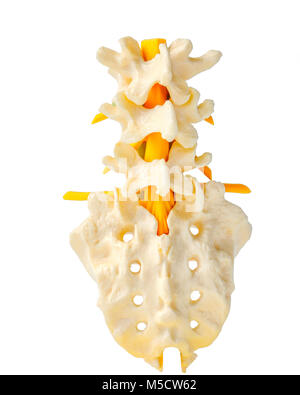 Educational model of a spine Stock Photo