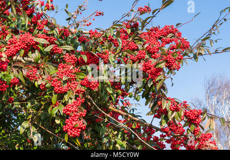 Cotoneaster plant showing leaves and small red berries growing in Winter in West Sussex, England, UK. Stock Photo