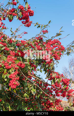 Cotoneaster plant showing leaves and small red berries growing in Winter in West Sussex, England, UK. Stock Photo