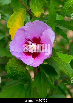 Rose of Sharron Hibiscus syriacus Botanical gardens Hobart Tasmania, Australia. Stock Photo