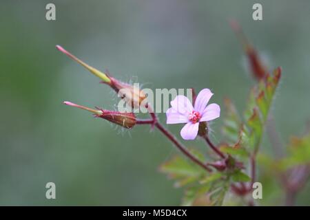 Blooming Herb Robert with seeds Stock Photo