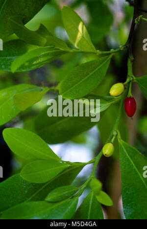 Coca plant (Erythroxylum coca) with leaves and fruits Stock Photo