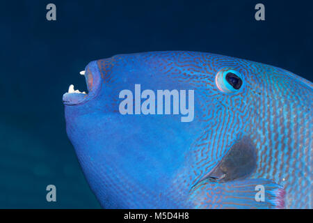 Blue triggerfish (Pseudobalistes fuscus), animal portrait, Red Sea, Egypt Stock Photo