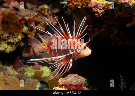 Radial firefish (Pterois radiata) at the coral reef, nocturnal, Red Sea, Egypt Stock Photo