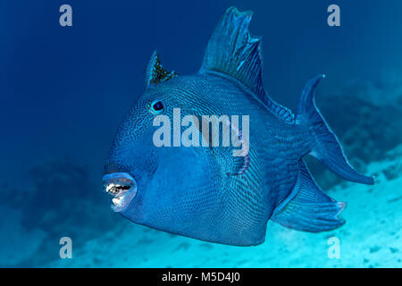 Blue triggerfish (Pseudobalistes fuscus), Red Sea, Egypt Stock Photo