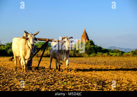 A farmer is ploughing a field with two cattle, a pagoda of Bagan in the distance Stock Photo