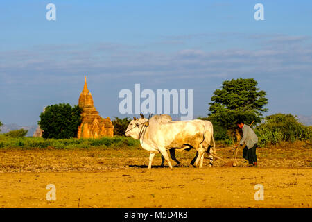 A farmer is ploughing a field with two cattle, a pagoda of Bagan in the distance Stock Photo