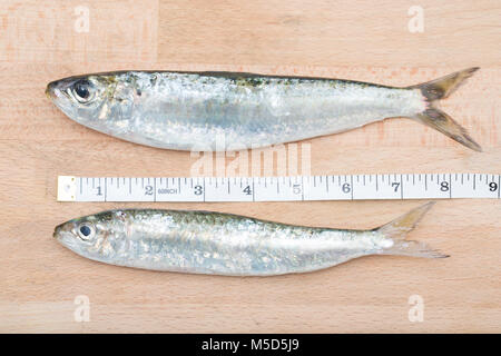 pilchards sardines pilchard sardine
