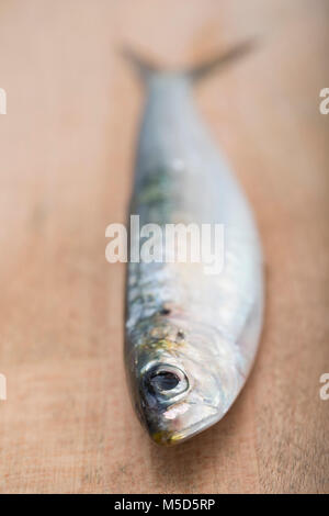 pilchards sardines pilchard 7in